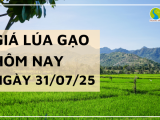 Giá Lúa Gạo Hôm Nay Ngày 31/7/2025: Gạo Xuất Khẩu Bật Tăng Cuối Tháng