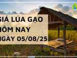 Giá Lúa Gạo Hôm Nay Ngày 5/8/2025: Gạo Nguyên Liệu Giảm Nhẹ
