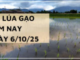 Giá Lúa Gạo Hôm Nay Ngày 6/10/2025: Giao Dịch Trầm Lắng 