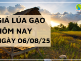 Giá Lúa Gạo Hôm Nay Ngày 6/8/2025: Xu Hướng Giá Gạo Giảm
