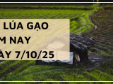 Giá Lúa Gạo Hôm Nay Ngày 7/10/2025: Giá Lúa Gạo Ổn Định