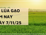 Giá Lúa Gạo Hôm Nay Ngày 7/11/2025: Lúa Giảm Nhẹ