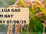 Giá Lúa Gạo Hôm Nay Ngày 7/8/2025: Gạo Nguyên Liệu Xuất Khẩu Giảm Nhẹ