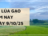 Giá Lúa Gạo Hôm Nay Ngày 9/10/2025: Giao Dịch Lúa Gạo Trầm Lắng Nhẹ 