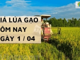 Giá lúa gạo 1/04 tại Đồng bằng sông Cửu Long tăng với gạo và lúa giảm