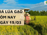 Giá lúa gạo hôm nay ngày 15/3 tại Đồng bằng sông Cửu Long giá lúa OM 18 tăng nhẹ
