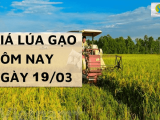 Hôm nay ngày 19/3/2024 tại Đồng bằng sông Cửu Long giá lúa tăng, gạo giảm