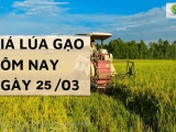 Giá lúa gạo 25/3 tại Đồng bằng sông Cửu Long gạo tăng 50 - 300 đồng/kg