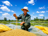 Mô hình tôm - lúa giúp nông dân Cần Thơ thích ứng biến đổi khí hậu