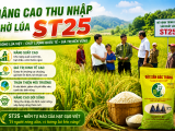 Nâng cao thu nhập nhờ lúa ST25