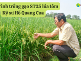 Kỹ sư Hồ Quang Cua - Quy trình trồng gạo ST25 lúa tôm 