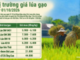 Giá lúa gạo hôm nay ngày 1/10/2026: Nội địa đi ngang