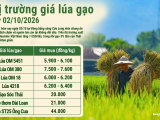 Giá lúa gạo hôm nay ngày 2/10/2026: Xuất khẩu phân hóa
