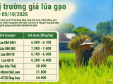 Giá lúa gạo hôm nay ngày 5/10/2026: Thị trường đi ngang