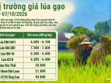 Giá lúa gạo hôm nay ngày 7/10/2026: Lúa tăng 100 đồng/kg