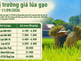 Giá lúa gạo hôm nay ngày 11/9/2026: Gạo xuất khẩu giảm