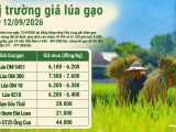 Giá lúa gạo hôm nay ngày 12/9/2026: Gạo nguyên liệu giữ giá