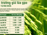 Giá lúa gạo hôm nay ngày 15/8/2026: Gạo nguyên liệu tăng