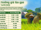 Giá lúa gạo hôm nay ngày 19/9/2026: Lúa chững, gạo giữ giá