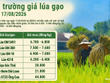 Giá lúa gạo hôm nay ngày 17/8/2026: Gạo nguyên liệu giảm