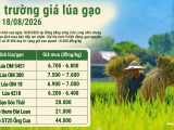 Giá lúa gạo hôm nay ngày 18/8/2026: Giá lúa ổn định