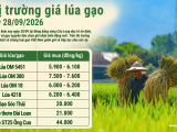 Giá lúa gạo hôm nay ngày 28/9/2026: Trong nước ổn định