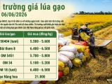 Giá lúa gạo hôm nay 6/6/2026: Lúa đi ngang, gạo xuất khẩu tăng nhẹ