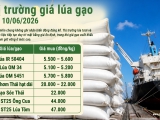 Giá lúa gạo hôm nay 10/6/2026: Gạo xuất khẩu giảm nhẹ