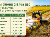 Giá lúa gạo hôm nay 24/5/2026: Giá lúa gạo tiếp tục ổn định