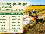 Giá lúa gạo hôm nay ngày 25/5/2026: Gạo xuất khẩu giữ giá cao