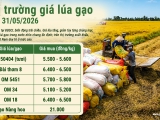 Giá lúa gạo hôm nay 31/5/2026: Giá lúa gạo biến động trái chiều