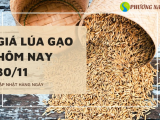 Giá lúa gạo hôm nay ngày 30/11/2023: Ổn định không biến động 