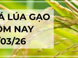 Giá Lúa Gạo Hôm Nay Ngày 12/3/2026: Thị Trường Ổn Định
