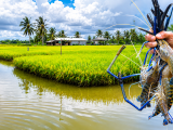 Vùng đất mặn làm nên hạt gạo ngọt ST25 lúa tôm