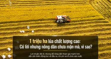 1 triệu ha lúa chất lượng cao: Có lời nhưng nông dân chưa mặn mà, vì sao?