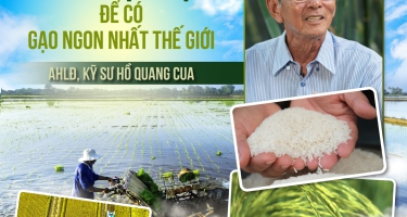 30 năm lội ruộng để có gạo ngon nhất thế giới