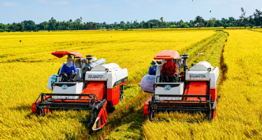90% gạo xuất khẩu là gạo chất lượng cao, phát thải thấp