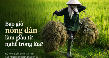 Bao giờ nông dân làm giàu từ nghề trồng lúa?