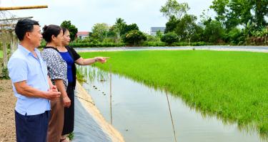 Bỏ cá nuôi tôm càng xanh trên ruộng lúa, nông dân Thanh Hóa thu lãi gấp 5 lần