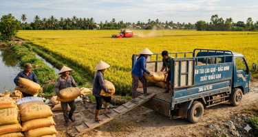 Bộ Công Thương Yêu Cầu Kiểm Tra Liên Ngành, Chặn Đứng Tình Trạng Ép Giá Lúa Gạo