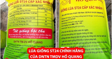 Cảnh Báo Về Sản Phẩm Lúa Giống Mang Tên “ST28” Trên Thị Trường