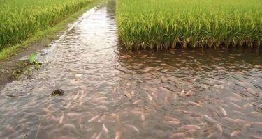 Trồng Lúa Thơm nuôi cá là hướng đi mới của nông dân vùng trũng