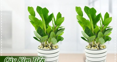 Cây kim tiền: Nguồn gốc, Ý nghĩa phong thuỷ, Cách chăm sóc, Mua ở đâu