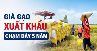 Giá Gạo Xuất Khẩu Chạm Đáy 5 Năm