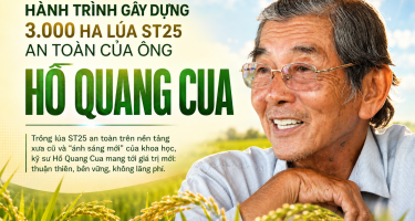 Hành trình gây dựng 3.000 ha lúa ST25 an toàn của ông Hồ Quang Cua