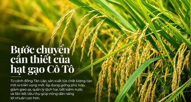 Cô Tô chuyển hướng làm lúa chất lượng cao
