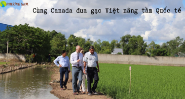 Cùng Canada góp phần nâng tầm gạo Việt trên thị trường quốc tế