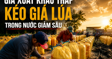 “Cuộc chiến” giá gạo - Bài toán giữ giá trị cho hạt gạo Việt