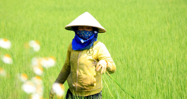 Đổi đời nhờ “Gạo ngon nhất thế giới”