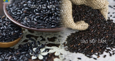Gạo nếp cẩm và gạo lứt đen có giống nhau hay không? Cách phân biệt và lựa chọn thông minh cho sức khỏe